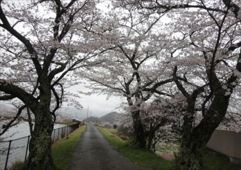 きれいに咲いた～✿桜ウォーキング
