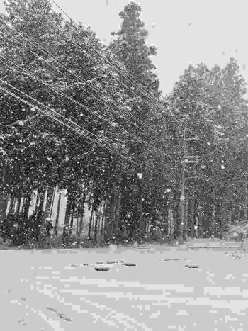 雪が降りました　　　　２病棟