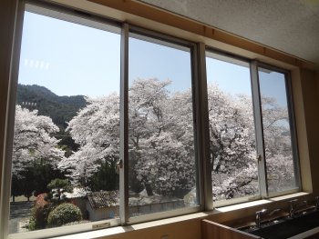 桜満開！