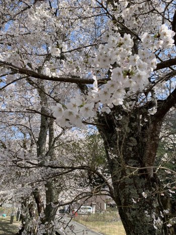 満開の桜を見ながらの散歩
