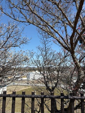 梅の花見とめんたいパークに行きました