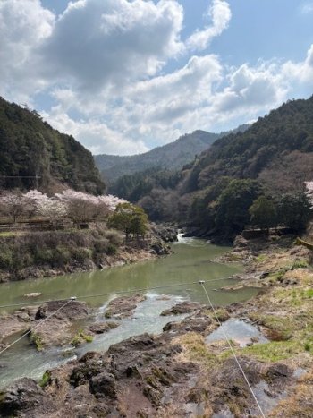 川代公園に桜の花見に行きました